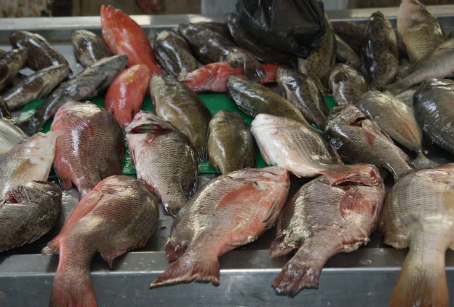 fisk märkt Sandakan pussel online från foto