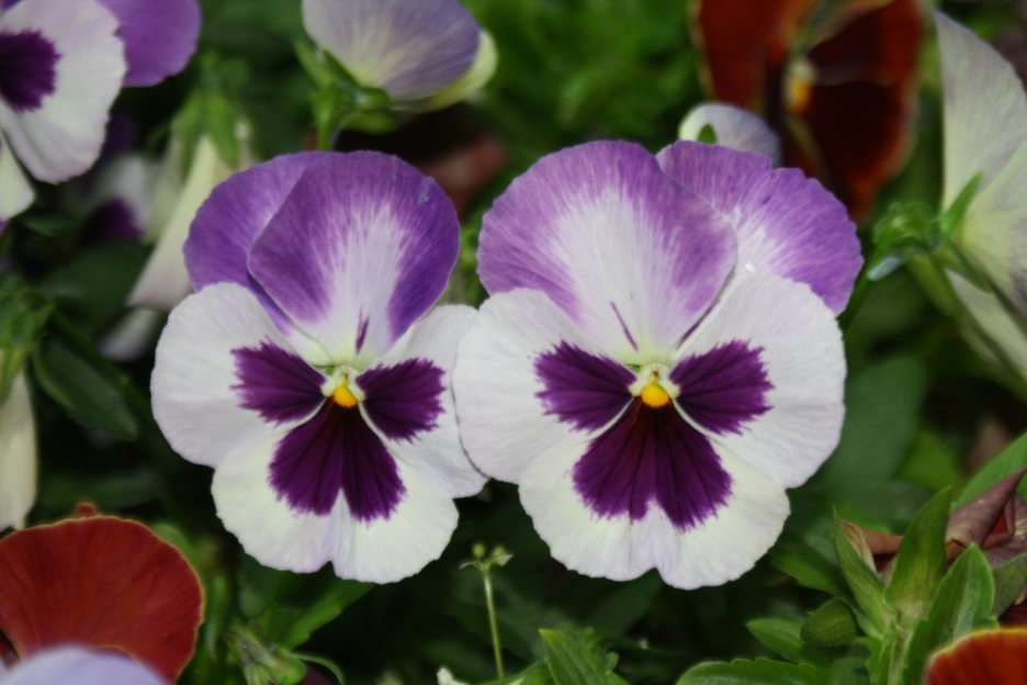 two pansies online puzzle