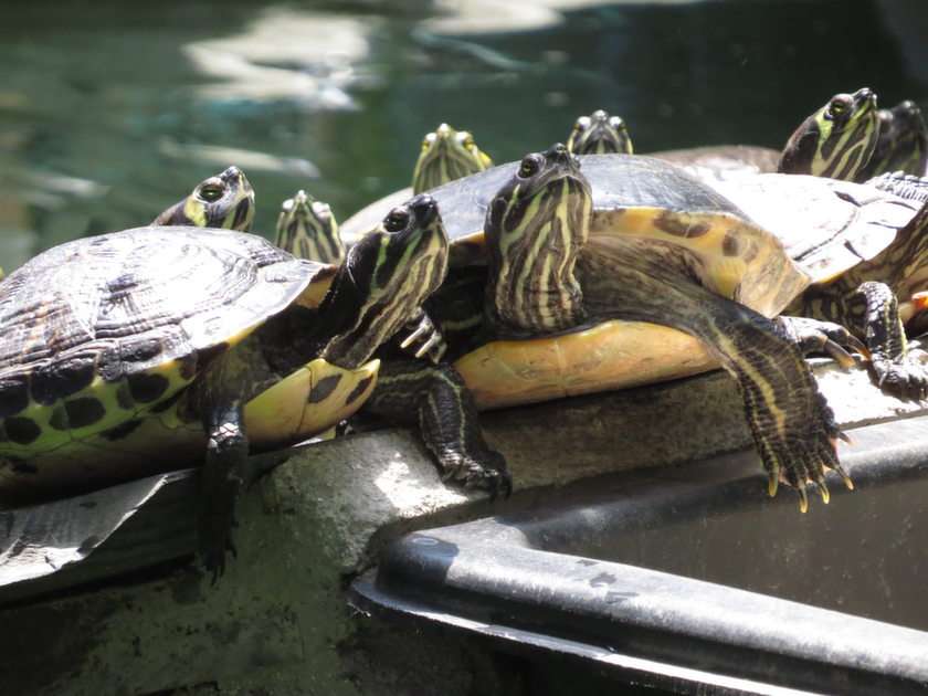 Schildpadden online puzzel