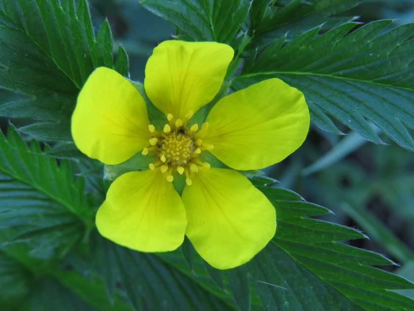 Cinquefoil puzzle online from photo