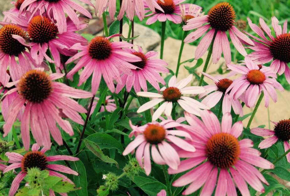 Coneflower puzzle online from photo