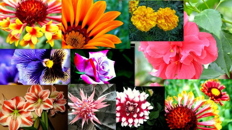 Blommig collage pussel online från foto