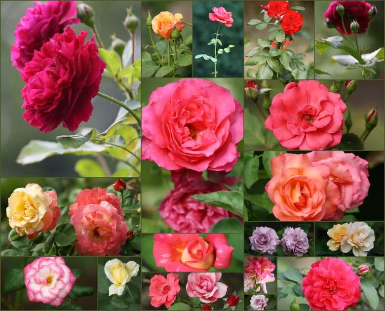 Des roses puzzle en ligne à partir d'une photo