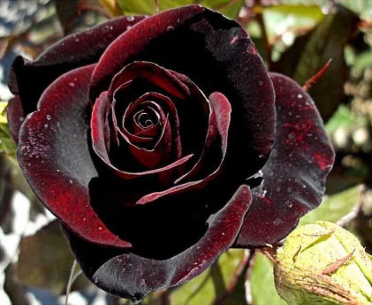 Червона роза онлайн пазл