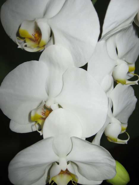 orhidee puzzle online din fotografie