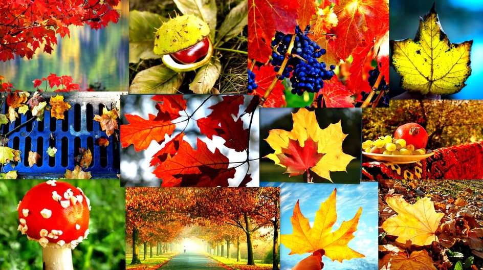 Autumn collage puzzle online from photo