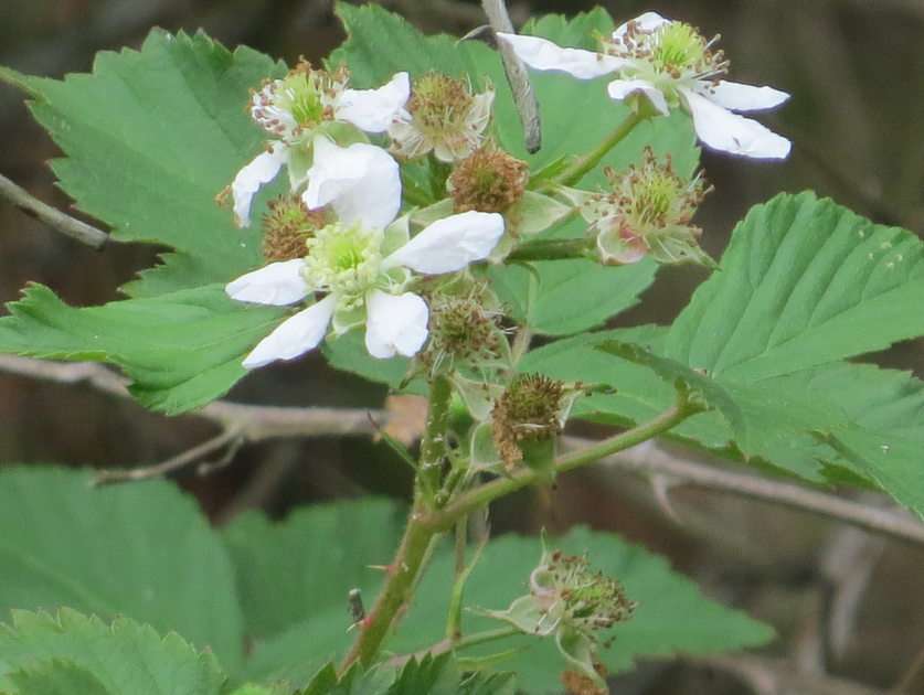Blackberry flowers puzzle online from photo