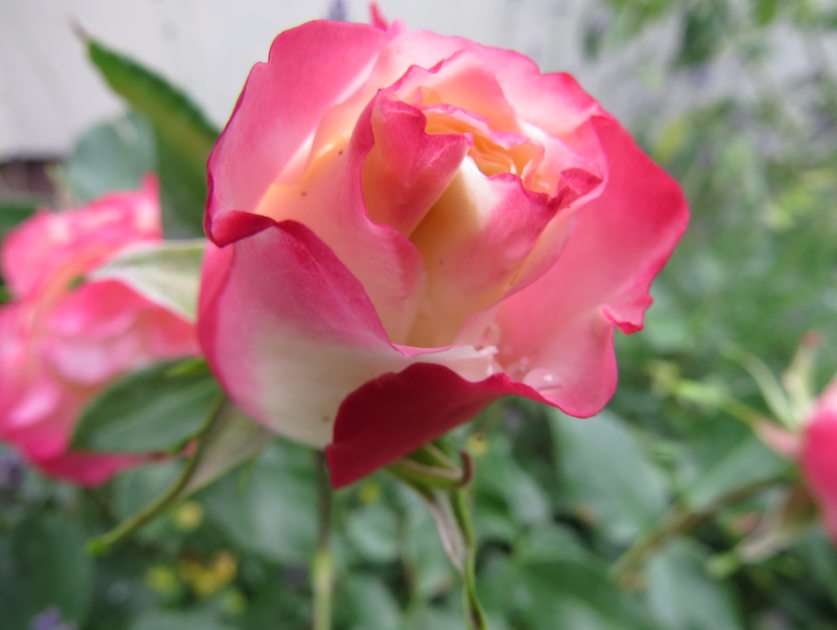 Τριαντάφυλλο παζλ online από φωτογραφία
