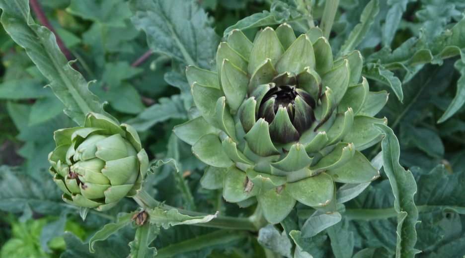 artichokes puzzle online from photo