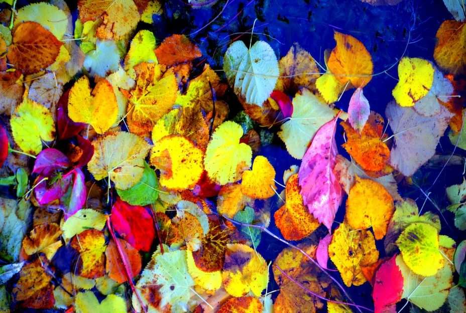 Herfstbladeren puzzel online van foto