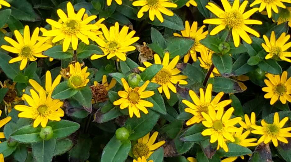 YELLOW FLOWERS puzzle online from photo
