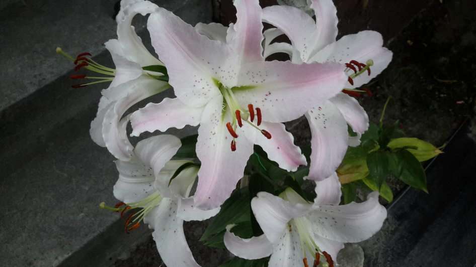 LILIES puzzle online from photo