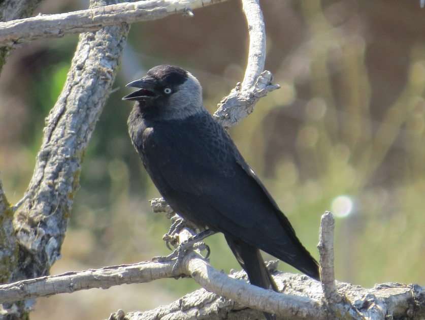 Jackdaw puzzle online from photo