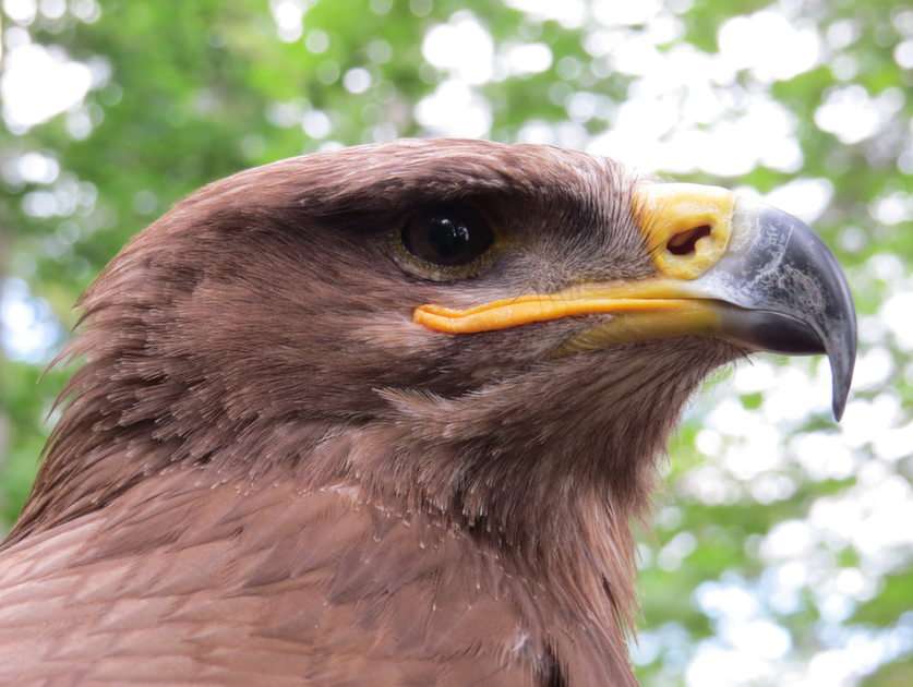 Vulturul de stepă puzzle online din fotografie