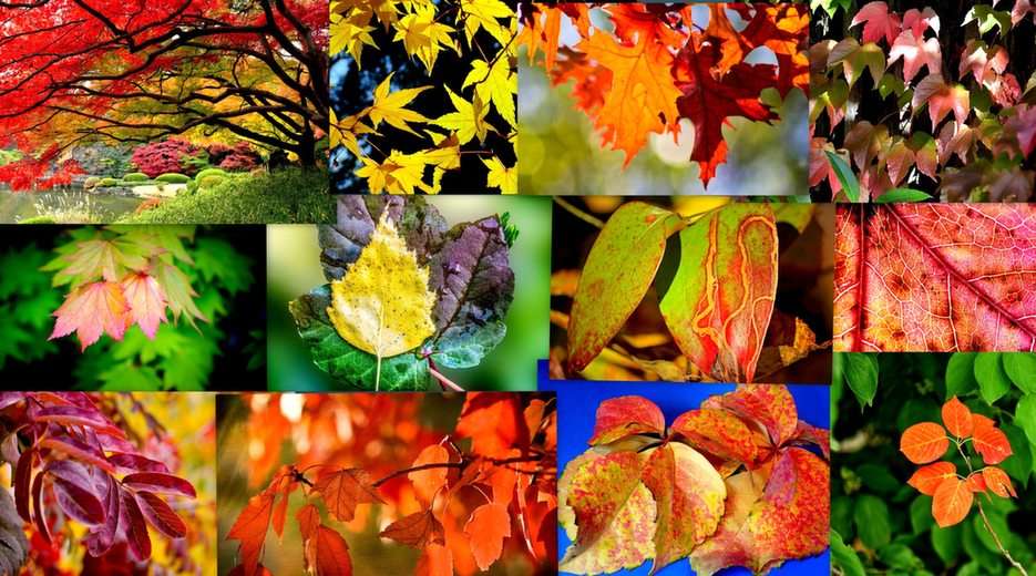 Autumn collage online puzzle