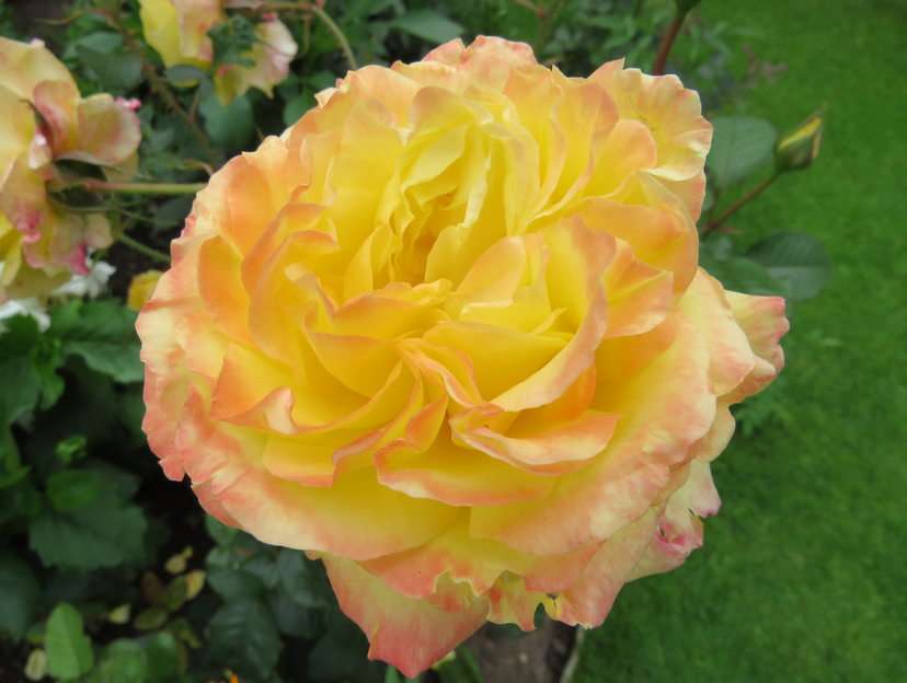 rózsa puzzle online fotóról