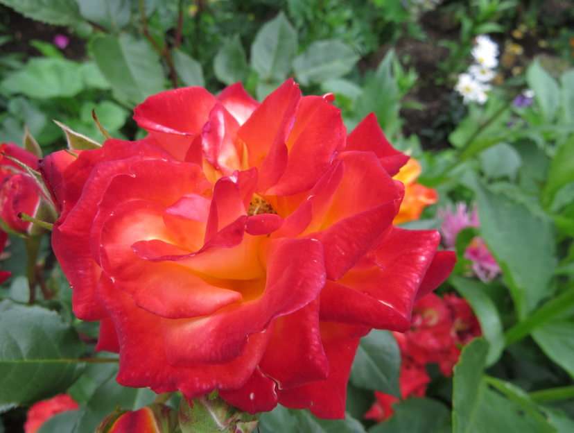 Červená růže online puzzle