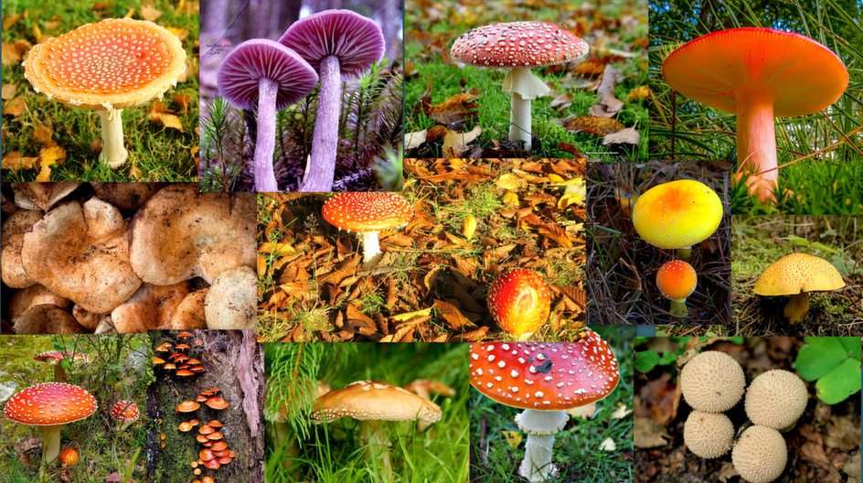 Mushrooms online puzzle