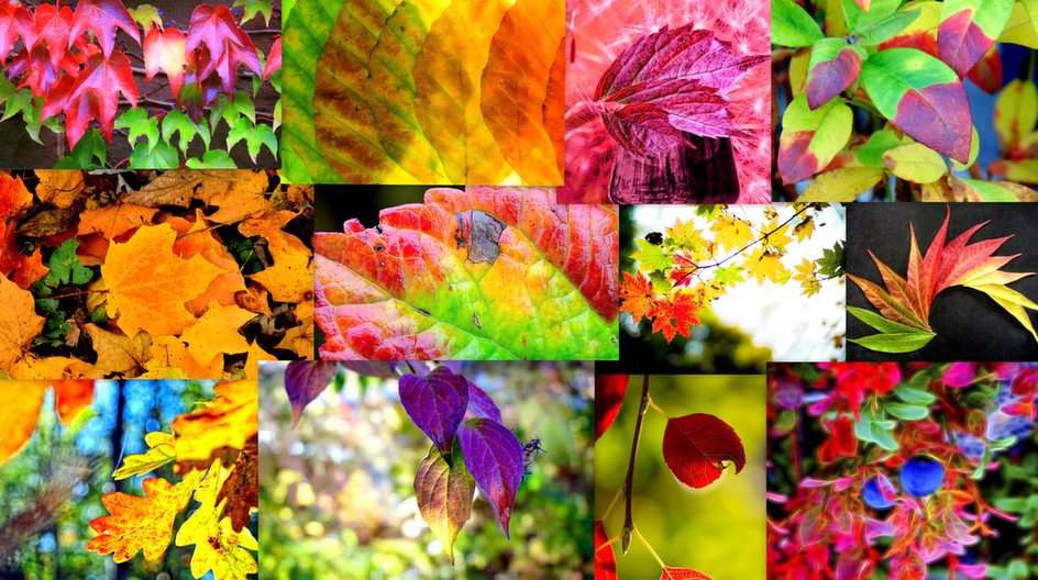Őszi levelek online puzzle