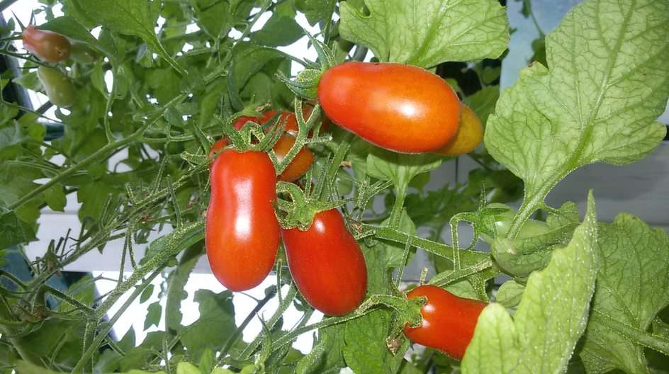 tomatoes puzzle online from photo