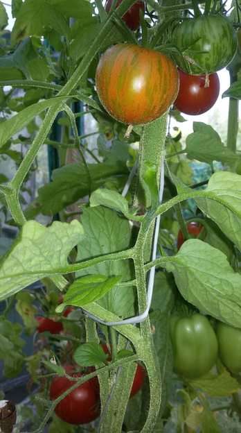 tomaten puzzel online van foto