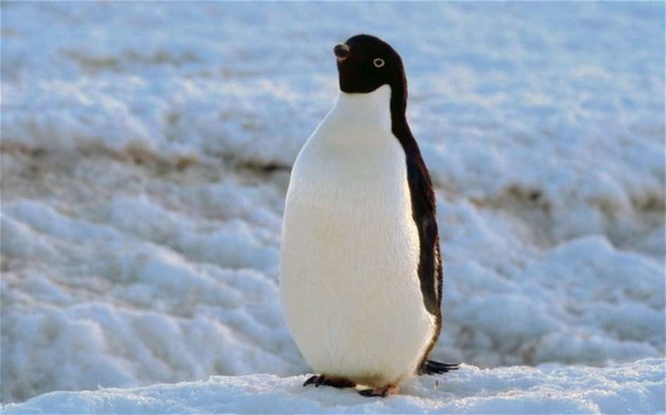 tučňák online puzzle