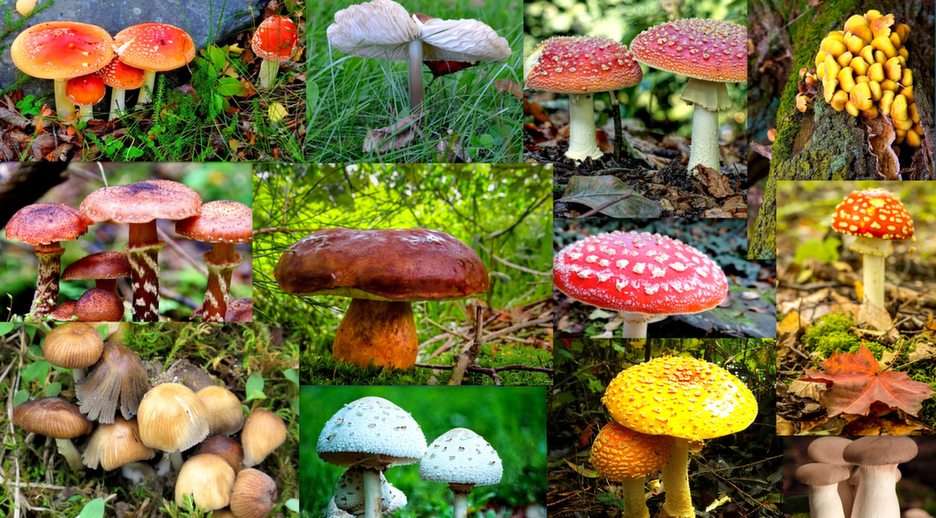 Mushrooms online puzzle