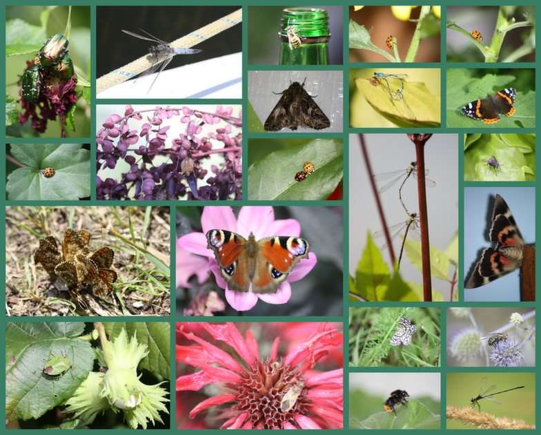 insetos puzzle online