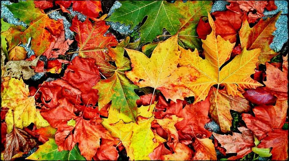 Podzimní listí puzzle online z fotografie
