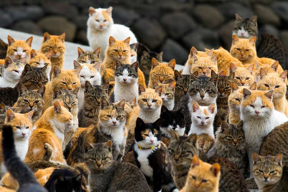 macskák puzzle online fotóról