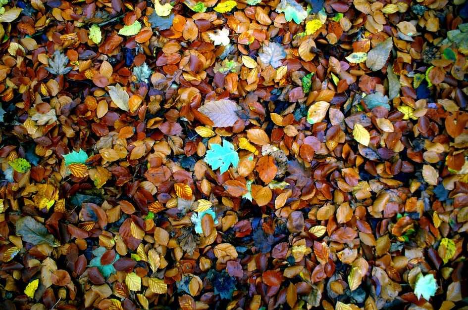 Autumn leaves puzzle online from photo