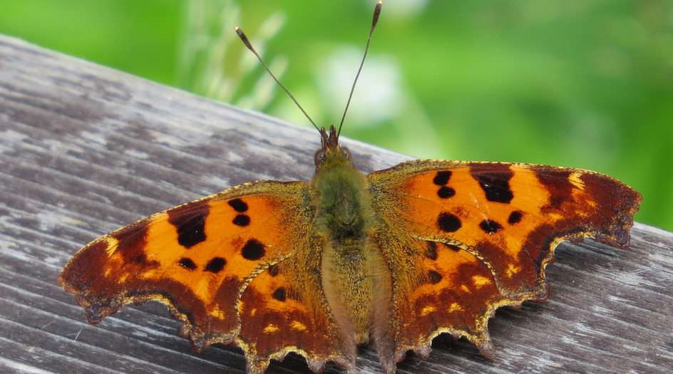 borboleta puzzle online a partir de fotografia