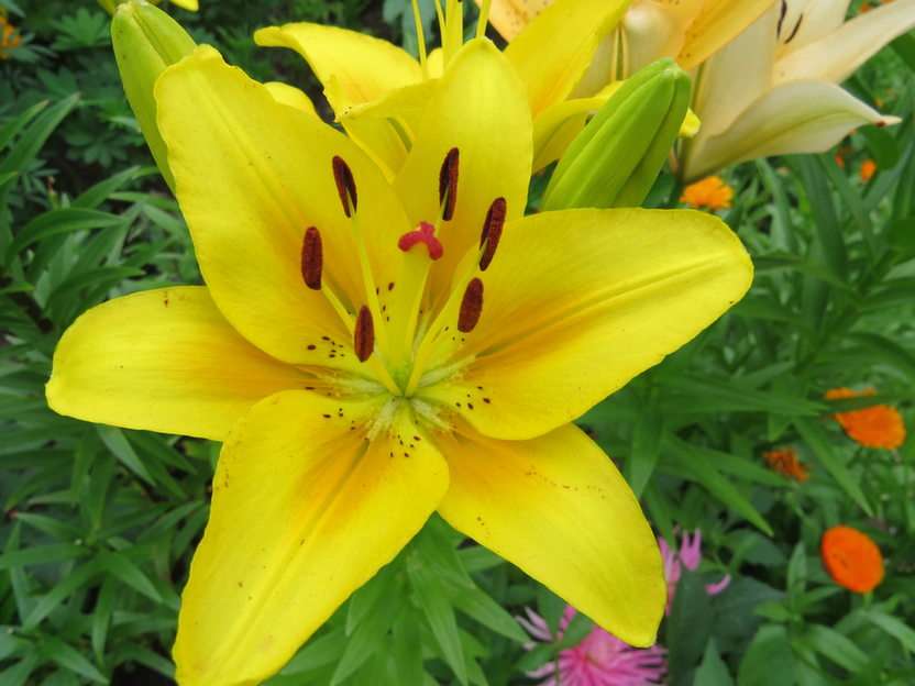 Yellow lily puzzle online from photo