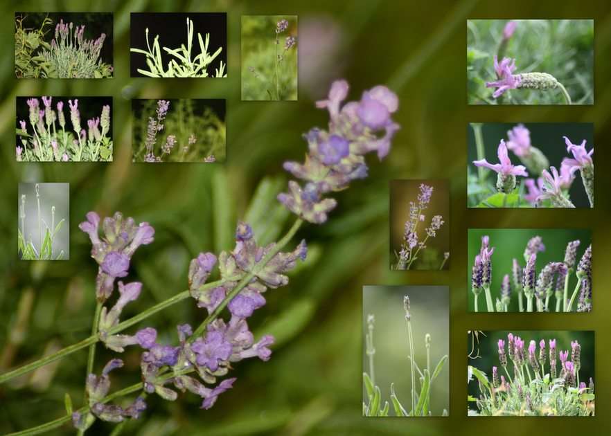 Lavendel Online-Puzzle