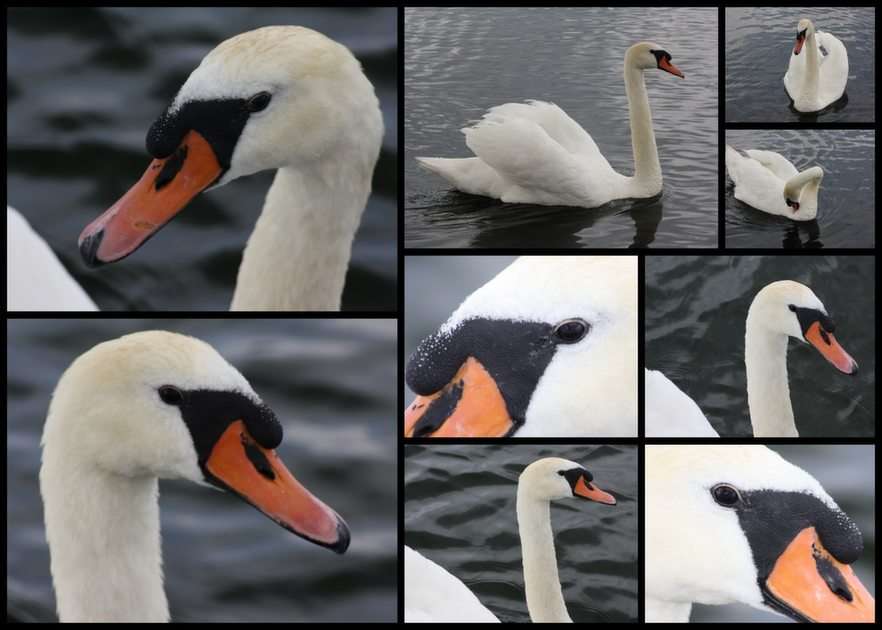 swan puzzle online from photo