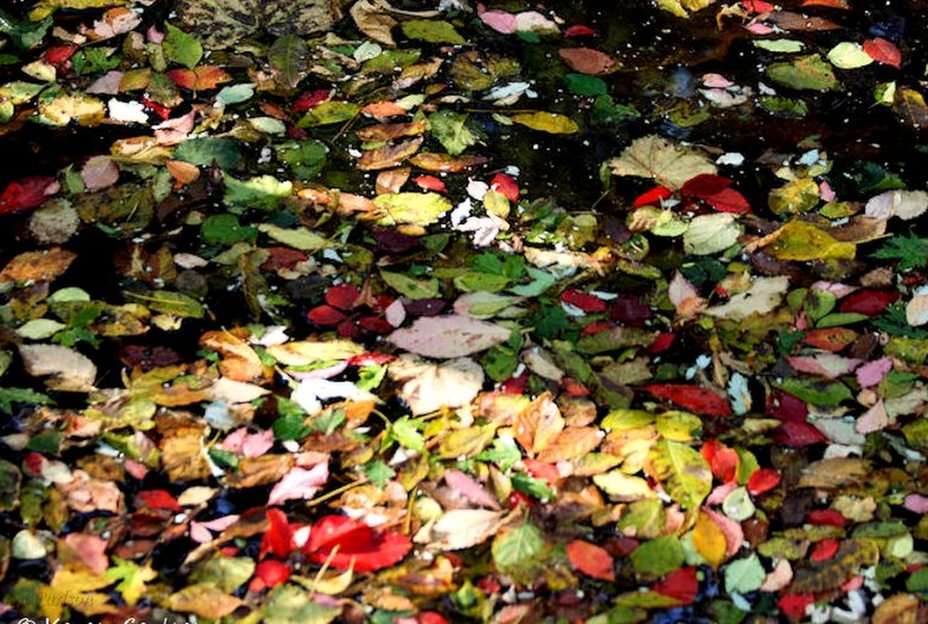 Есенни листа онлайн пъзел от снимка