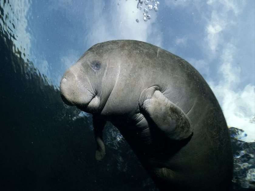 Manatee puzzle online from photo