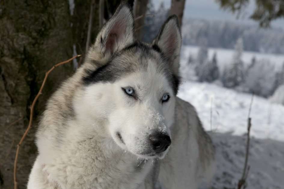 Husky in a winter robe online puzzle