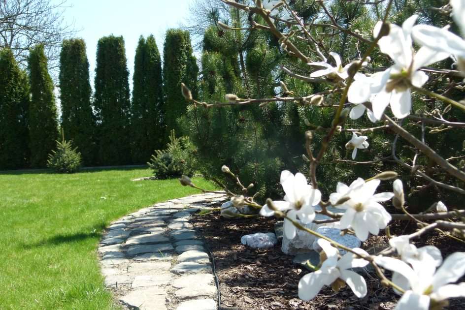 blommande magnolia Pussel online