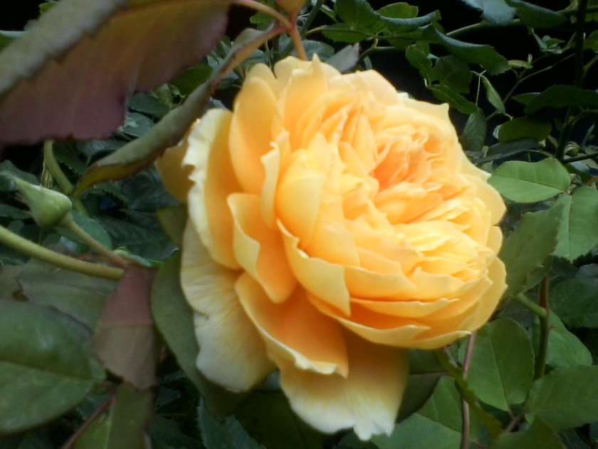 Trandafir englezesc puzzle online