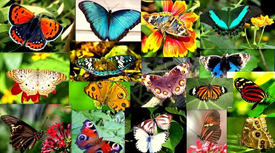 Papillons 1 puzzle en ligne