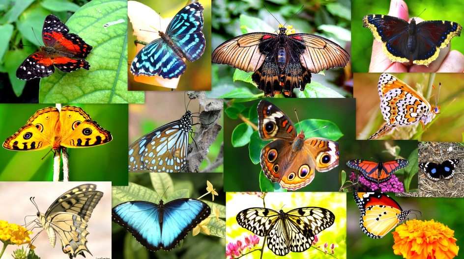 Schmetterlinge 2 Online-Puzzle