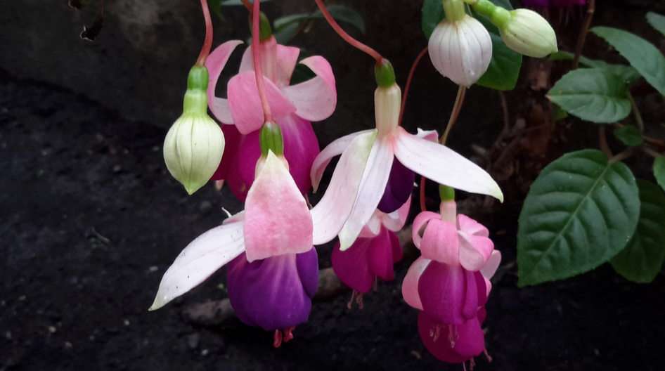 Fuchsia puzzle online from photo