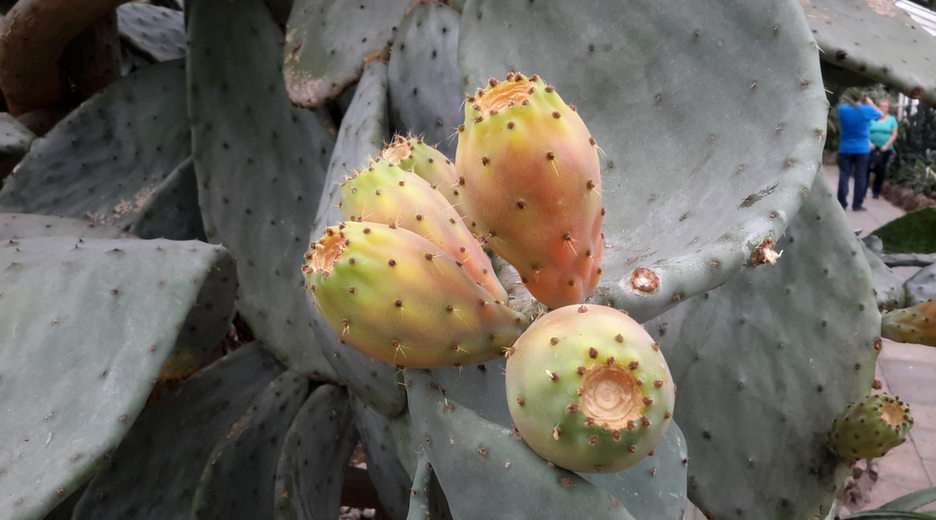 Fruct de cactus puzzle online