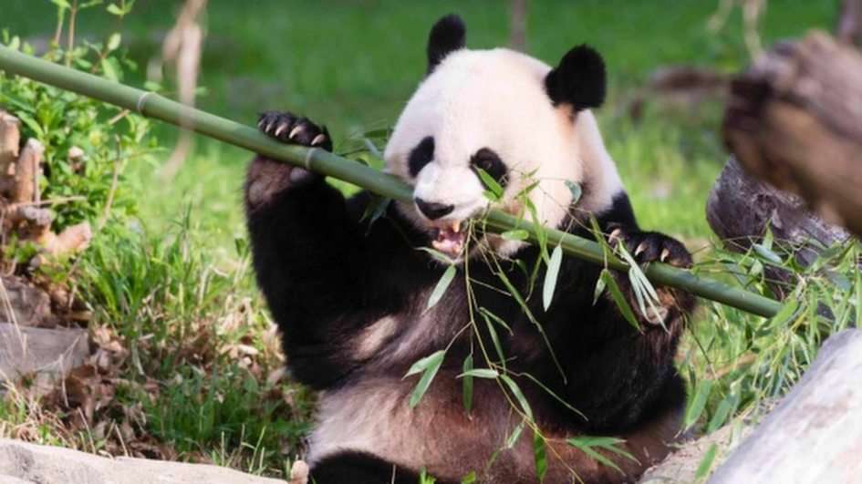 панда онлайн пазл