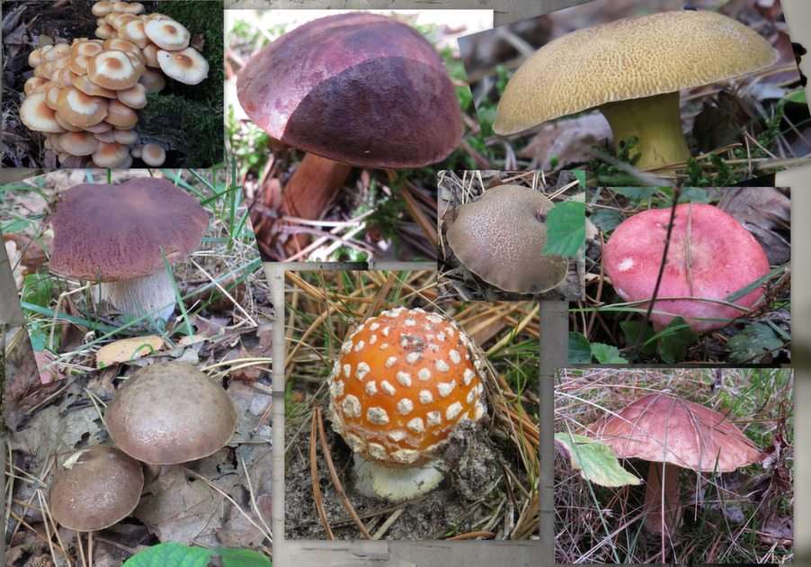 mushroom collage puzzle online from photo