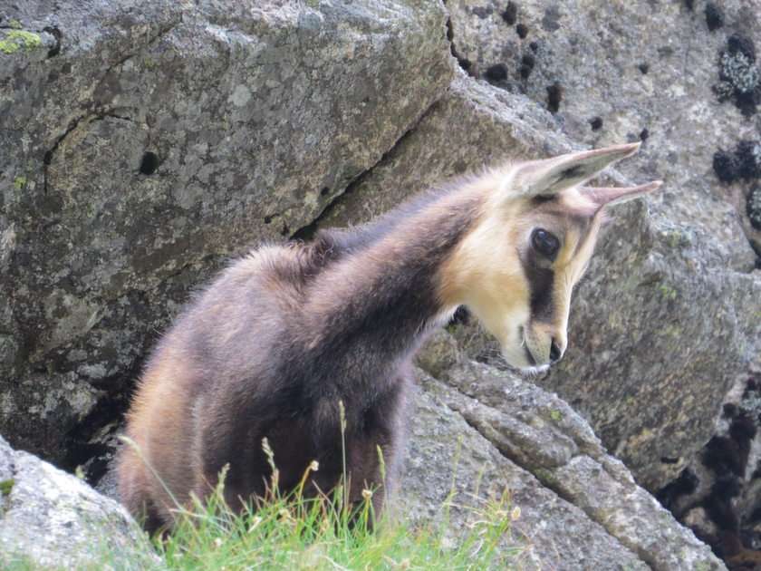young chamois puzzle from photo