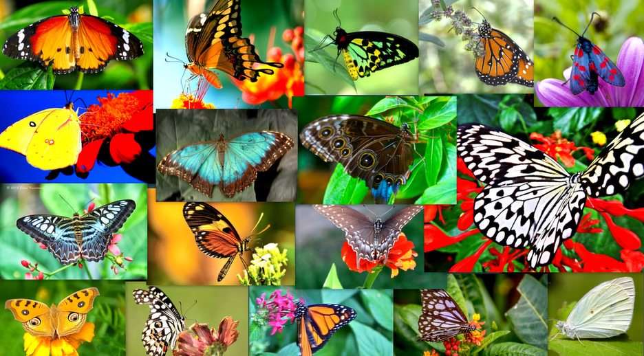 Farfalle puzzle online da foto