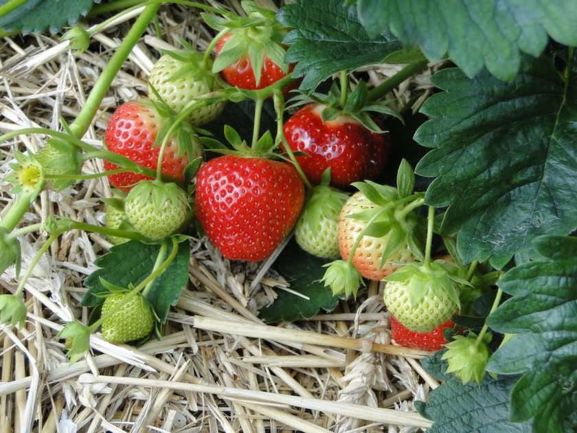 strawberries puzzle online from photo