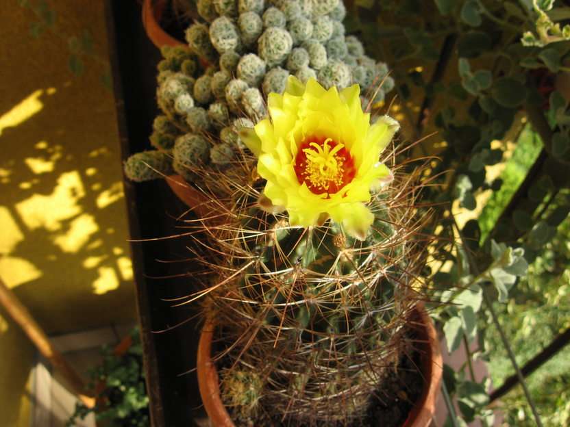 kaktus pussel online från foto